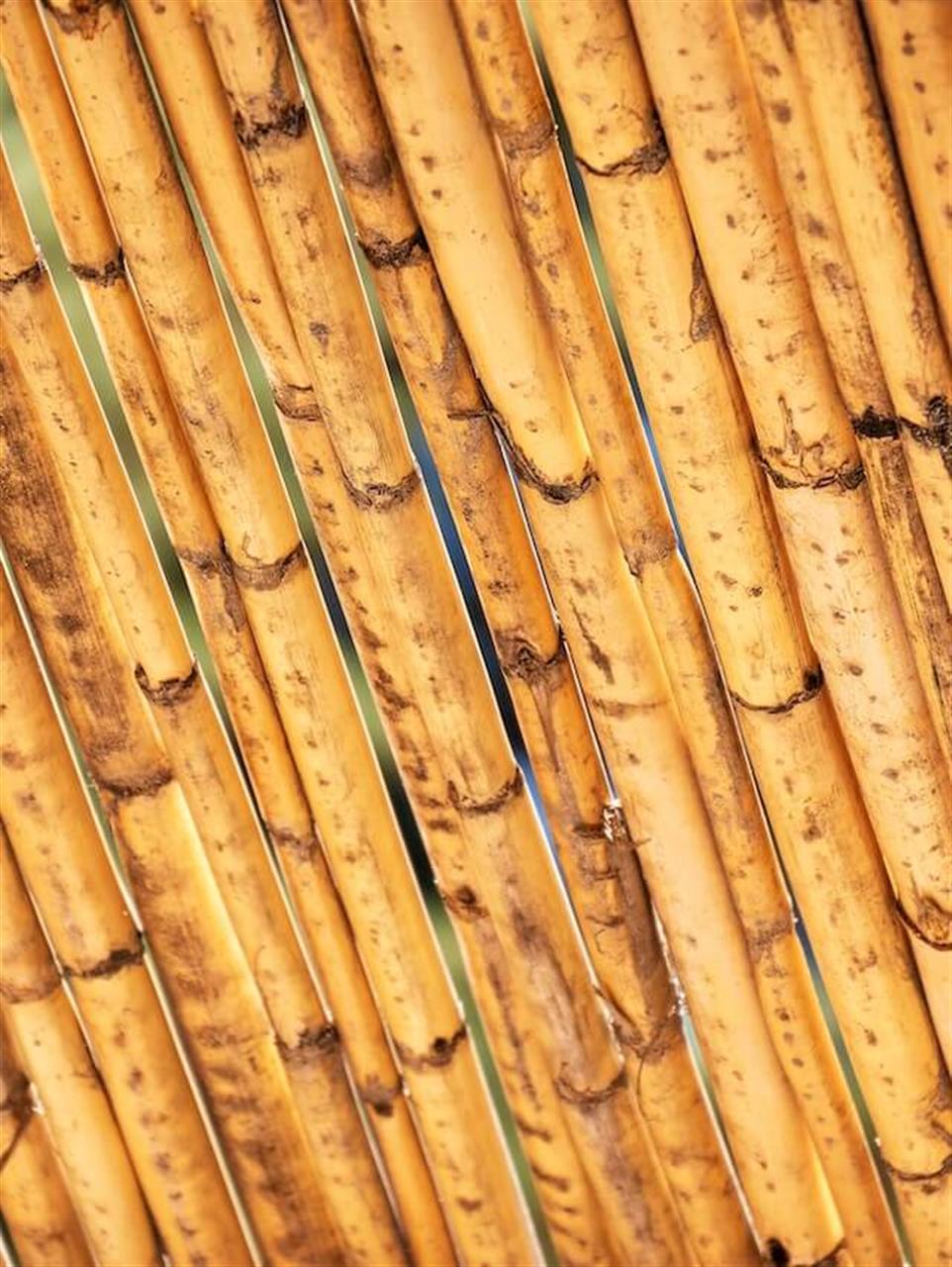 Opdag Den Bedste Træbeskyttelse På Markedet