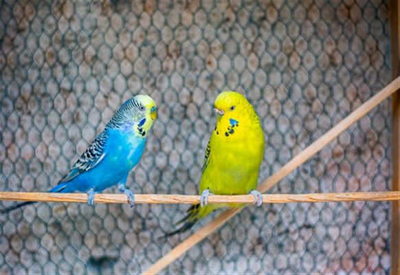 Guiden til dig, som overvejer at købe en undulat