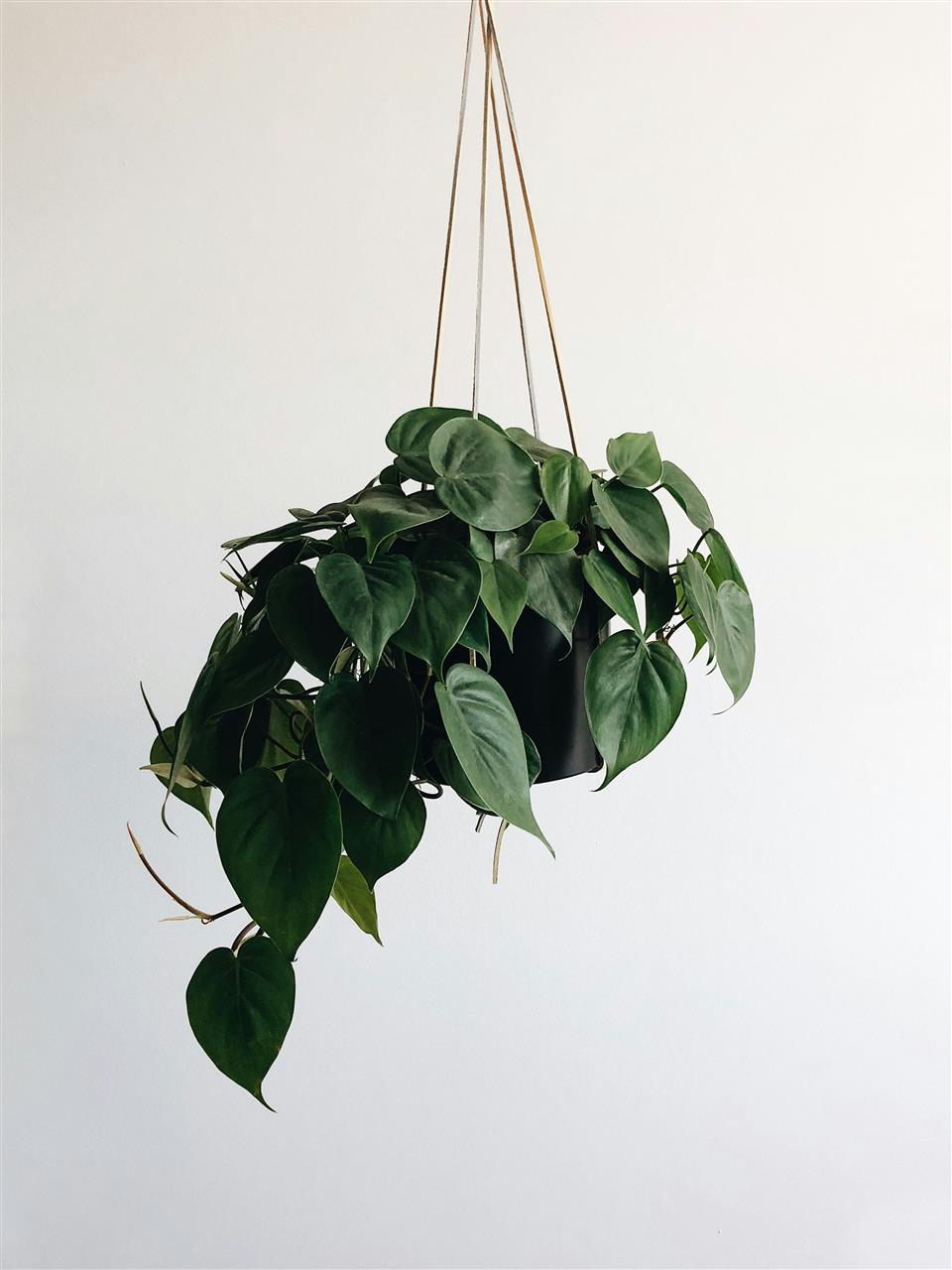 Selvvander til udendørs havekrukker - en guide til selvvandingskrukker