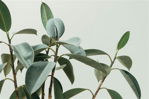 Perfekte hjem med kunstige planter