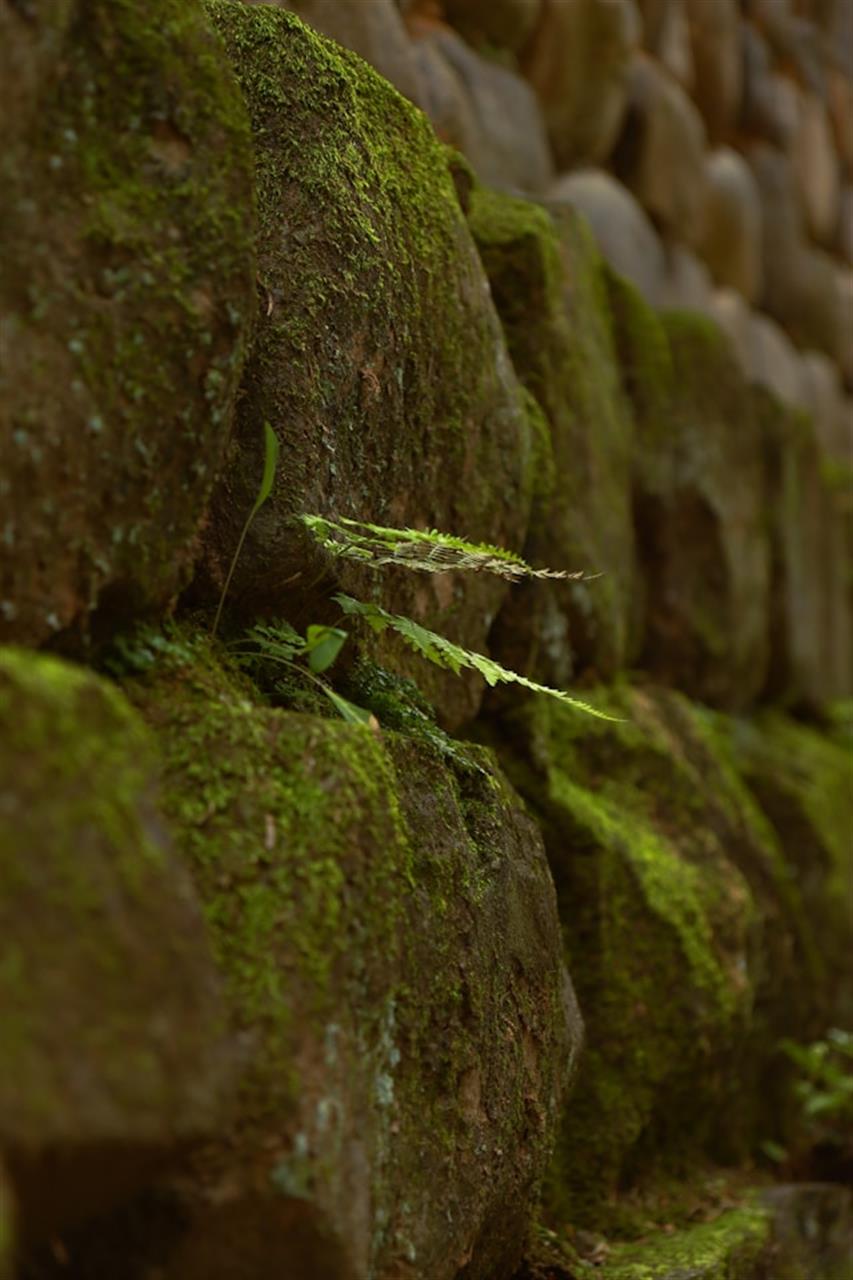 Mos væg – En guide til naturens unikke vægdekoration